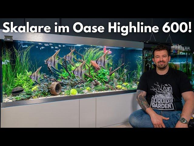 Skalare im Oase Highline 600!