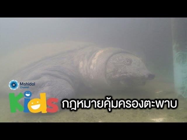 กฎหมายคุ้มครองตะพาบน้ำมีด้วยเหรอ [Animals Speak by Mahidol]