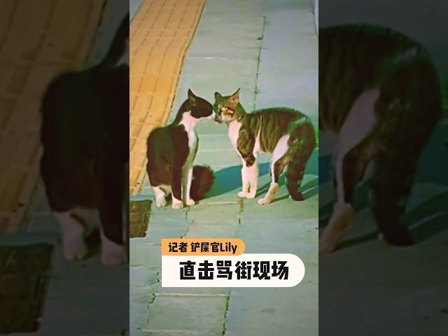 记者铲屎官Lily   直击猫咪骂街现场