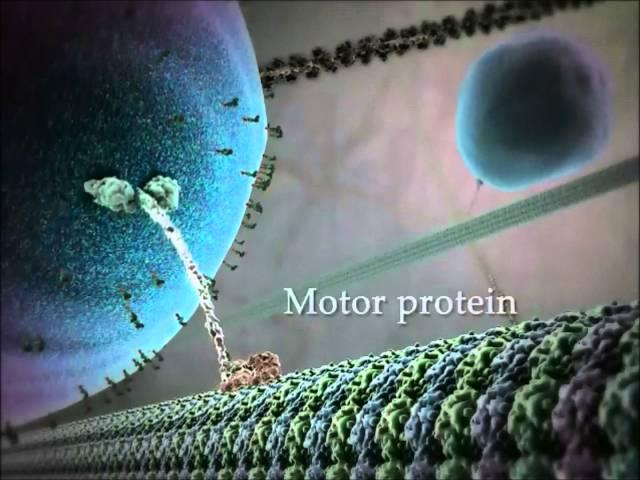 Kinesin protein walking on microtubule