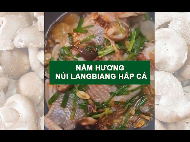 Nấm hương núi langbiang hấp cá diêu hồng thơm ngon lạ miệng cho cả nhà