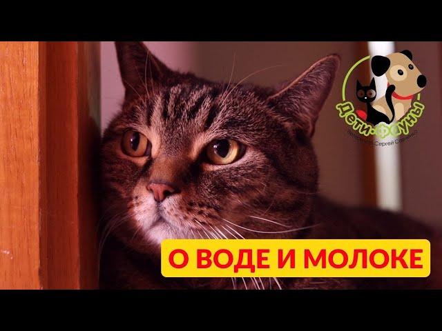 7 вопросов о воде / Как часто менять воду у кошки?/ Можно кошку поить из крана?/ Пить из аквариума?