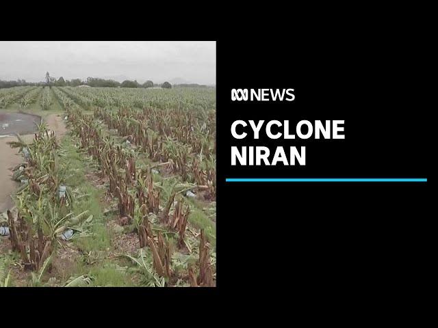 Tropical Cyclone Niran flattens Far North Queensland banana farms | ABC News