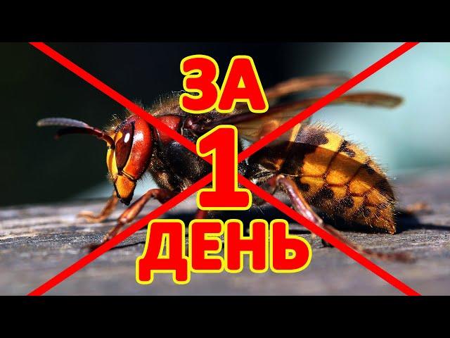 Пчеловодство Как ЗА 1 ДЕНЬ Избавиться от Шершней и Ос на Пасеке