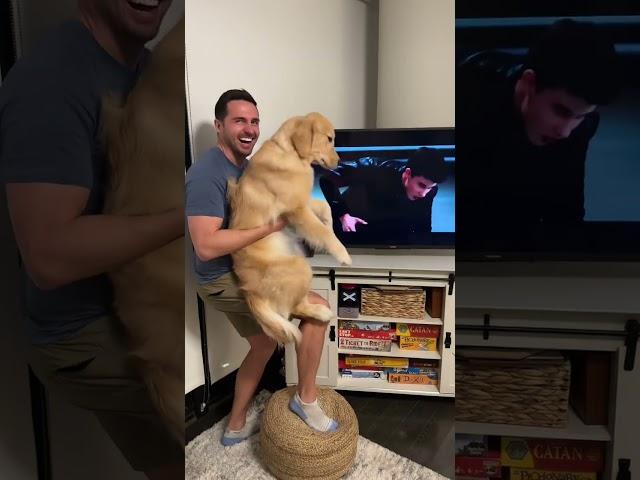 Whoever said goldens aren’t aggressive hasn’t met Emma 