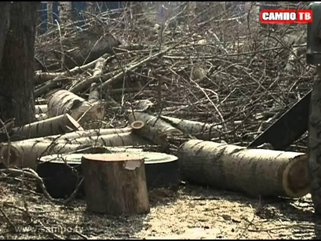 Деревья-убийцы обезвредят за пятилетку