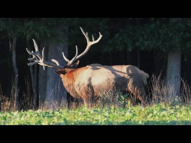 Bull Elk Bugle