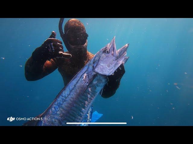 Tsoor Hartov Spearfishing Israel 22.10.2024 - 2 Spanish mackerel