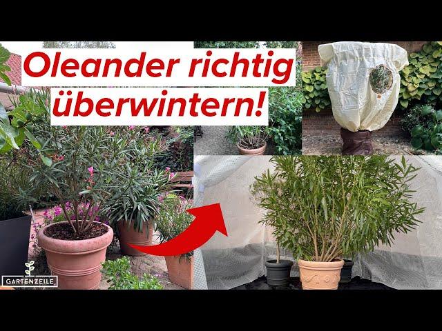 Oleander richtig überwintern! Überwinterungszelt, Pflanzensack, Keller, Schuppen etc.