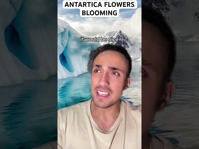 Antartica Flowers Blooming