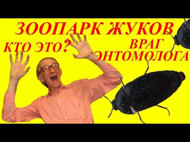 Школа Энтомолога. Главные Враги Энтомолога. Кто Это?