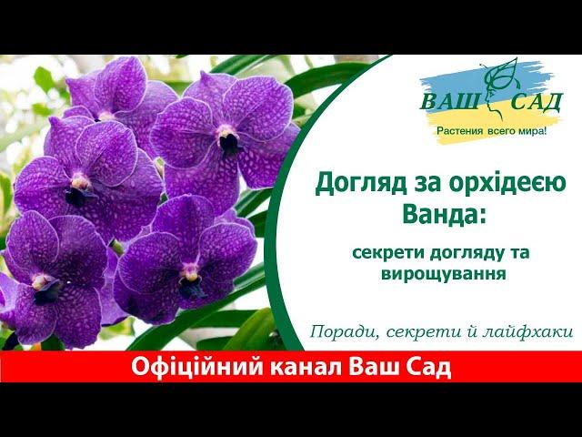 Догляд за орхідеєю Ванда: поради та секрети. Ваш сад