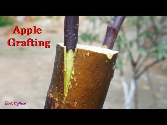 Apple Tree Grafting - How To Graft Fruit Tree