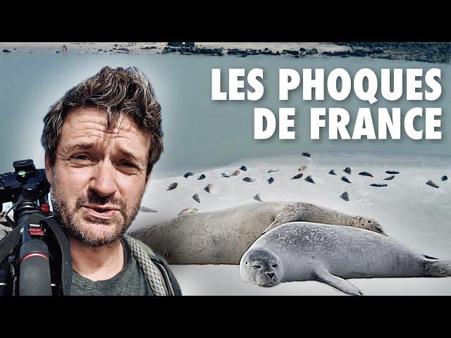 Les phoques de France, Berck￼