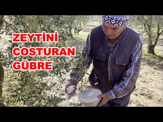 Zeytin Verimi Artırımında Şeker Gübre Ne Zaman Atılır? Nasıl Atılır?