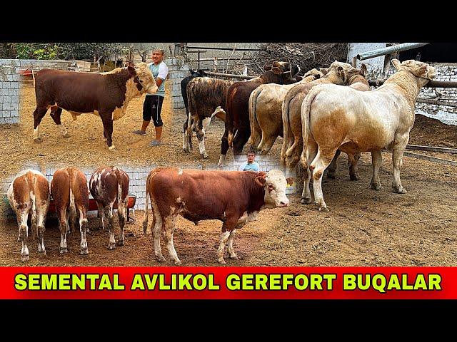 SEMENTAL BUQALARDI UDARI️33-587-50-50 / 91-204-17-32 KELDI ARZONCHI UKAMIZGA