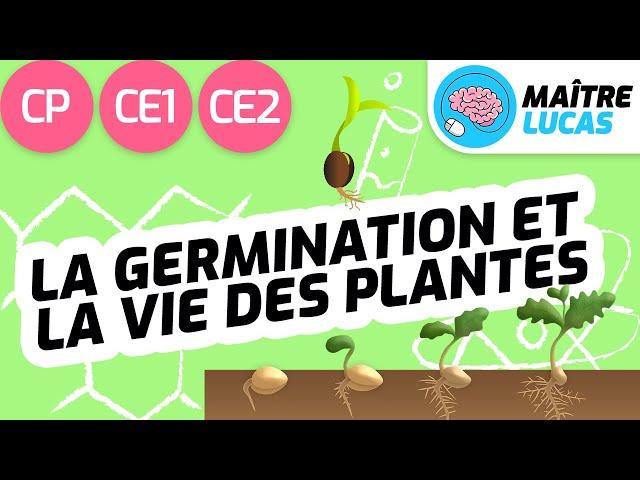 La germination et la vie des plantes CP - CE1 - CE2 - Cycle 2 - Cycle 3 - Questionner le monde