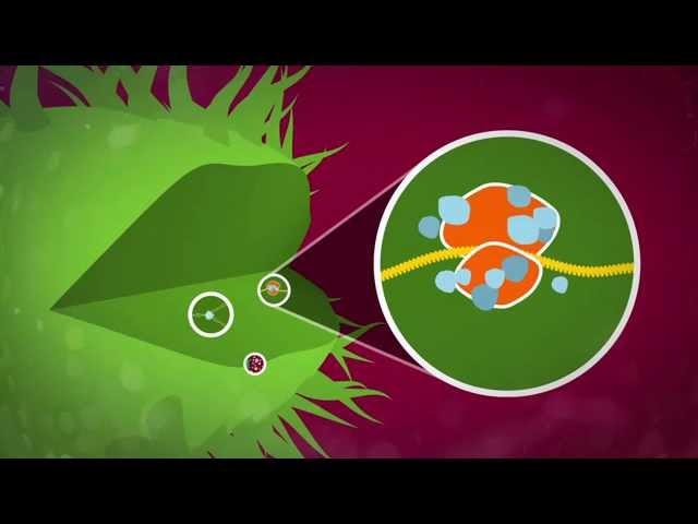 How antibiotics work