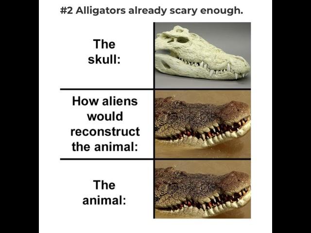 The Skull vs How Aliens Would Reconstruct the Animal vs the Actual Animal