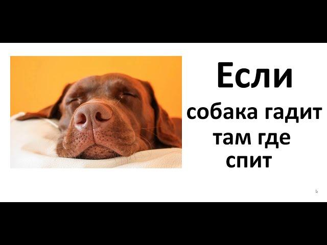 Собака гадит там где спит