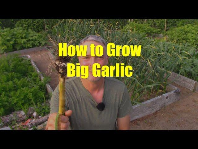 How to Grow Big Garlic