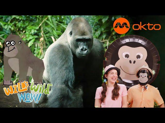 GORILLAS Wild ANIMAL KINGDOM Adventure | Wild Wild Wow S3E01B | @mediacorpokto