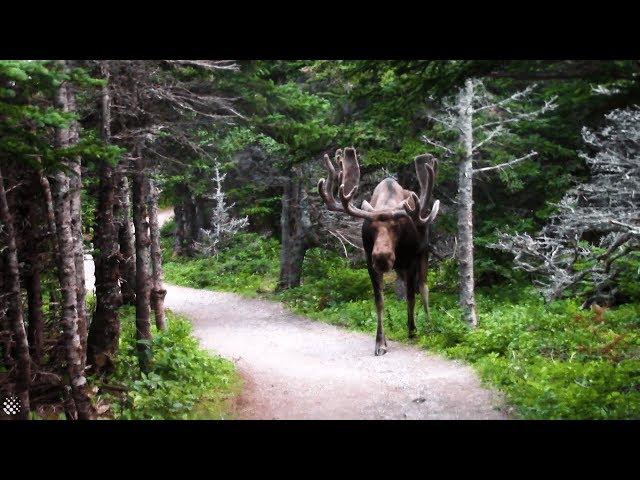 Giant moose surprises hikers on Canadian forest trail | Wild Animal Encounters