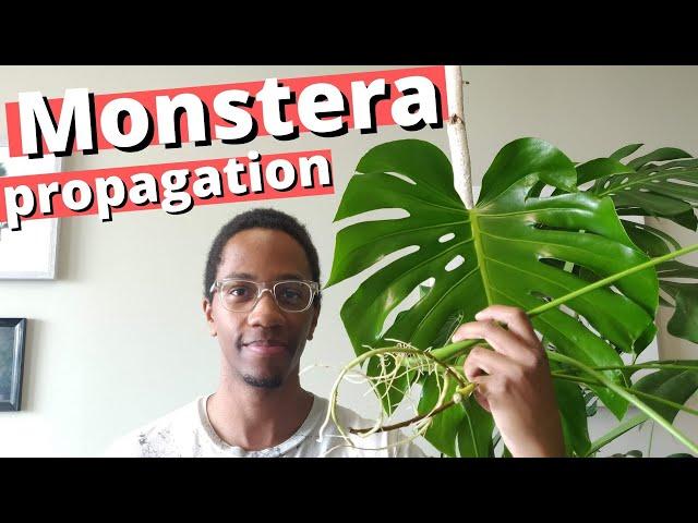 How to propagate a Swiss Cheese Plant | Monstera Deliciosa