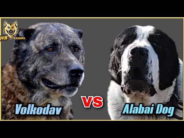 Caucasian Volkodav versus Alabai Dog | Which One is the Strongest ?