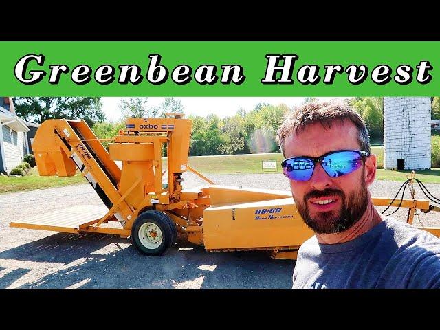 Harvesting Green Beans With an Oxbo BH100 One Row Picker