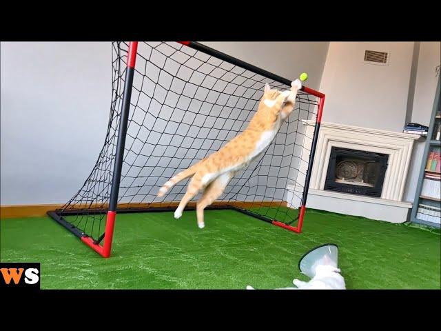 Goalkeeper Cat Got Disqualified from EURO 2024 !!