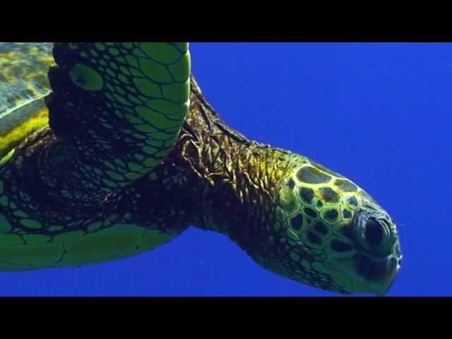 Sea Turtle Migration Video