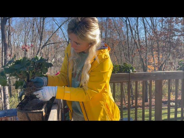 Overwintering My Zonal Geraniums! So Easy & Fun! Zone 4/5 Fall Gardening In Michigan.