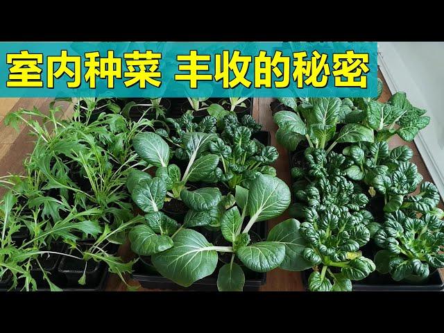 这样做, 全年都可以吃自己种的有机蔬菜了室内种菜 Growing vegetables indoor