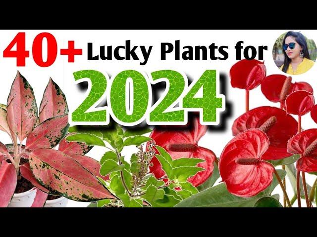 Top 40+ Lucky Plants according to Vastu Shastra | Lucky plants varieties+identification#lipshaworld