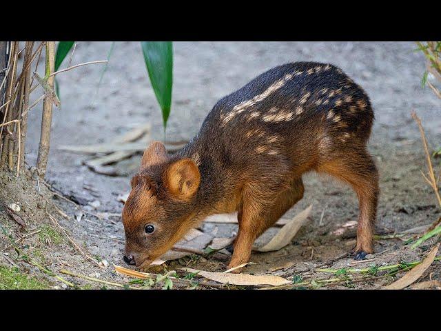 Tiny South American deer debuts at NYC Zoo