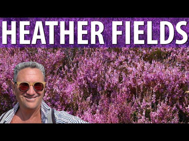 Purple Heather Fields of Amsterdam