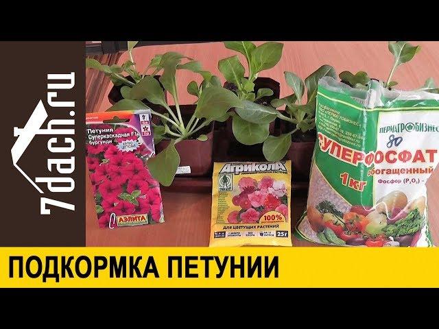  Подкормка ПЕТУНИИ для пышного цветения - 7 дач