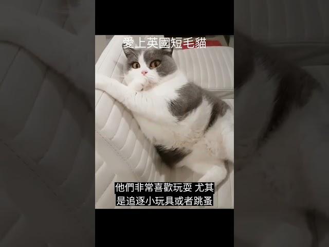 英國短毛貓短片#cat #喵星人 #可愛貓咪