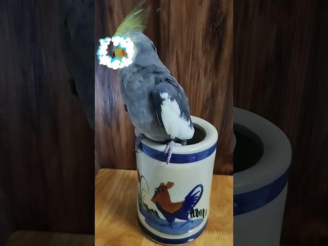 Suprise with Lulu  #birdsinging #cockatielsing #birds