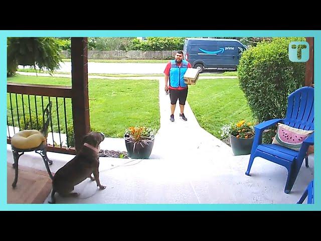 Nervous Amazon Driver Has Wholesome Conversation With Dog