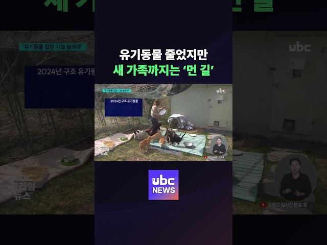 유기동물 줄었지만..새 가족까지는 ‘먼 길’ #ubc #issue #news