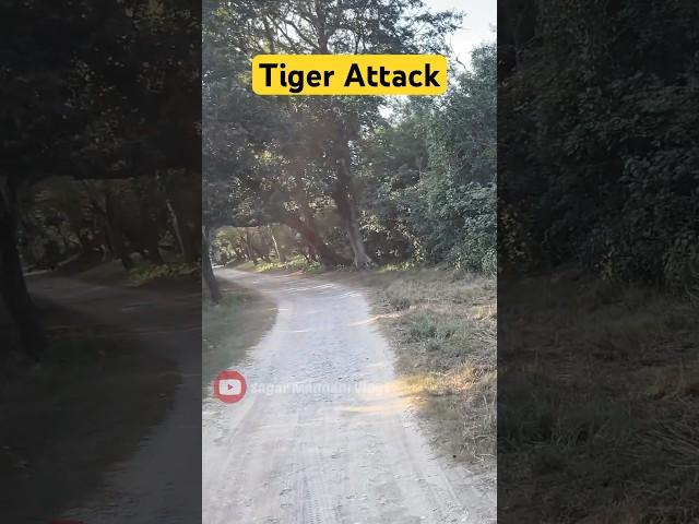 Tiger Attack  Jim Corbett National Park #shorts #jimcorbett #tiger