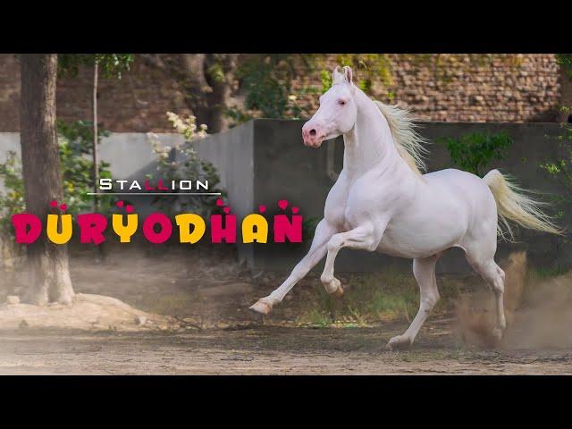 Nukra Horse I STALLION DURYODHAN I MANN HORSE PHOTOGRAPHY