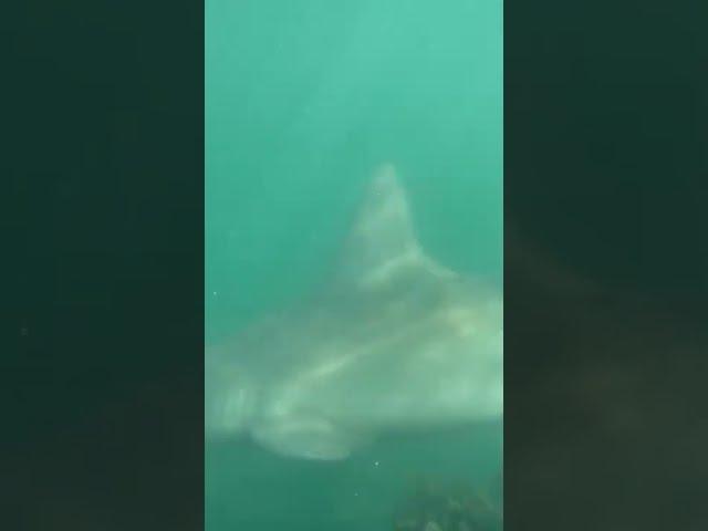 There are sharks in them there waters.  South Jetty in Venice, fl