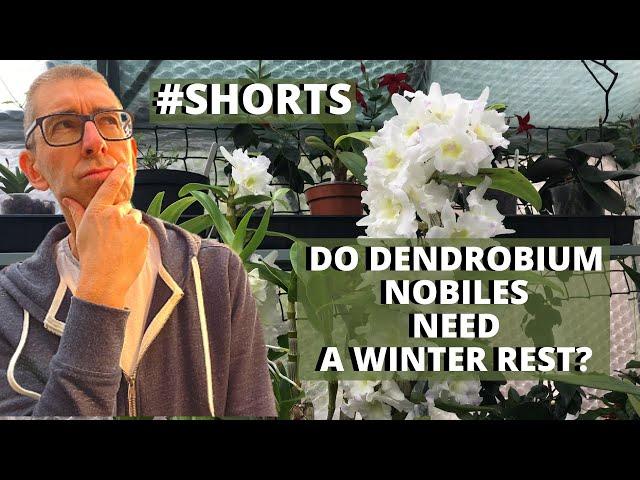 DENDROBIUM NOBILE WINTER REST - Do They Need One?