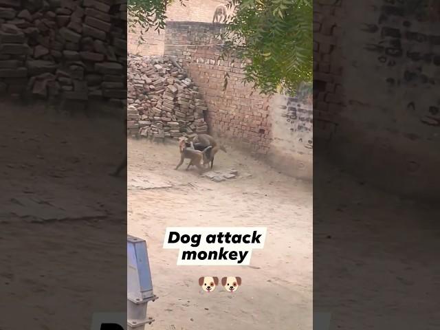 dog attack monkey #shorts#dog#doglovers