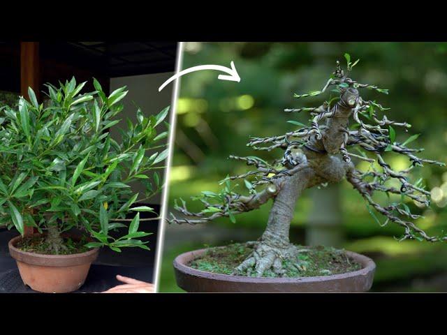 Styling a Gardenia Bonsai