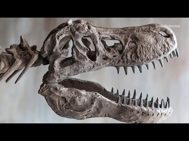 Talking About Dinosaurs With Stephen Brusatte