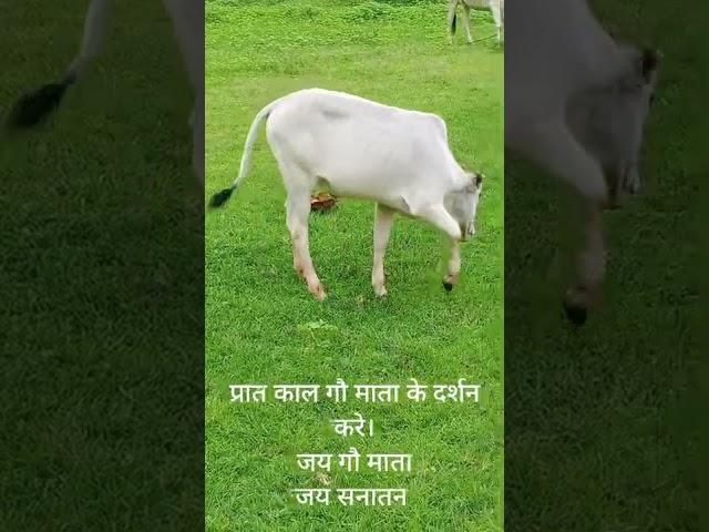 Gau mata ke darshan | Jai Gau Mata| Jai Sanatan| Saurabh keshri